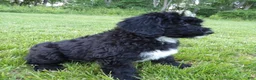 Bernedoodle dogs for sale: Joey - Ad 4