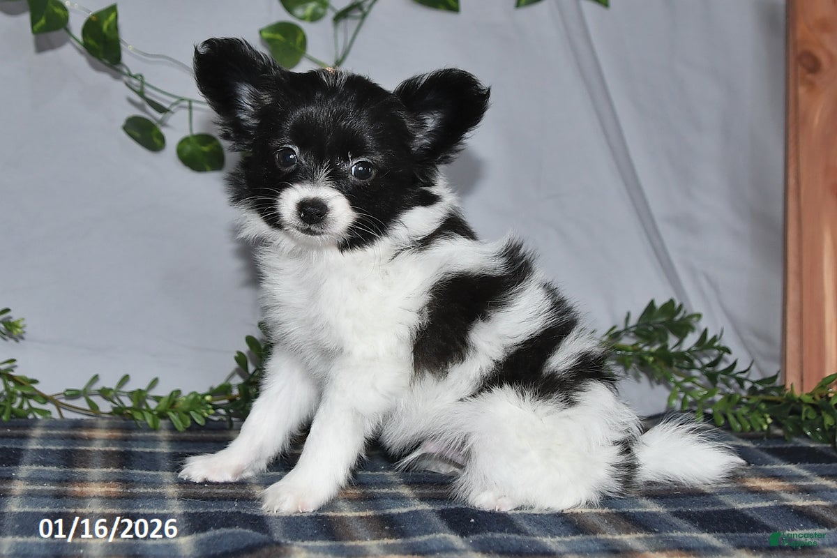 Papillon dogs Chocolate - Ad 2