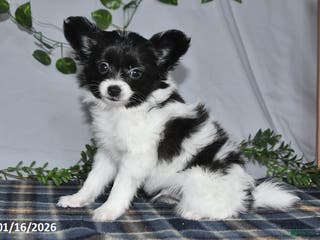 Papillon dogs Chocolate - Ad 8