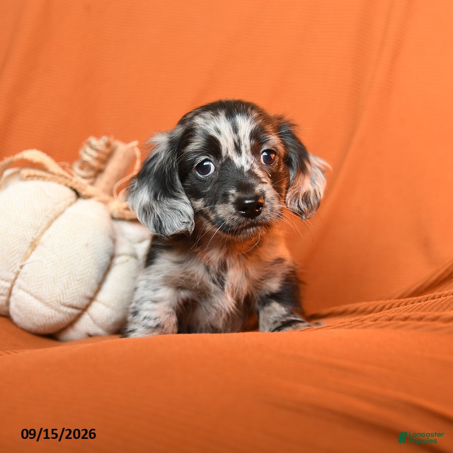 Dachshund dogs Archie - Ad 1