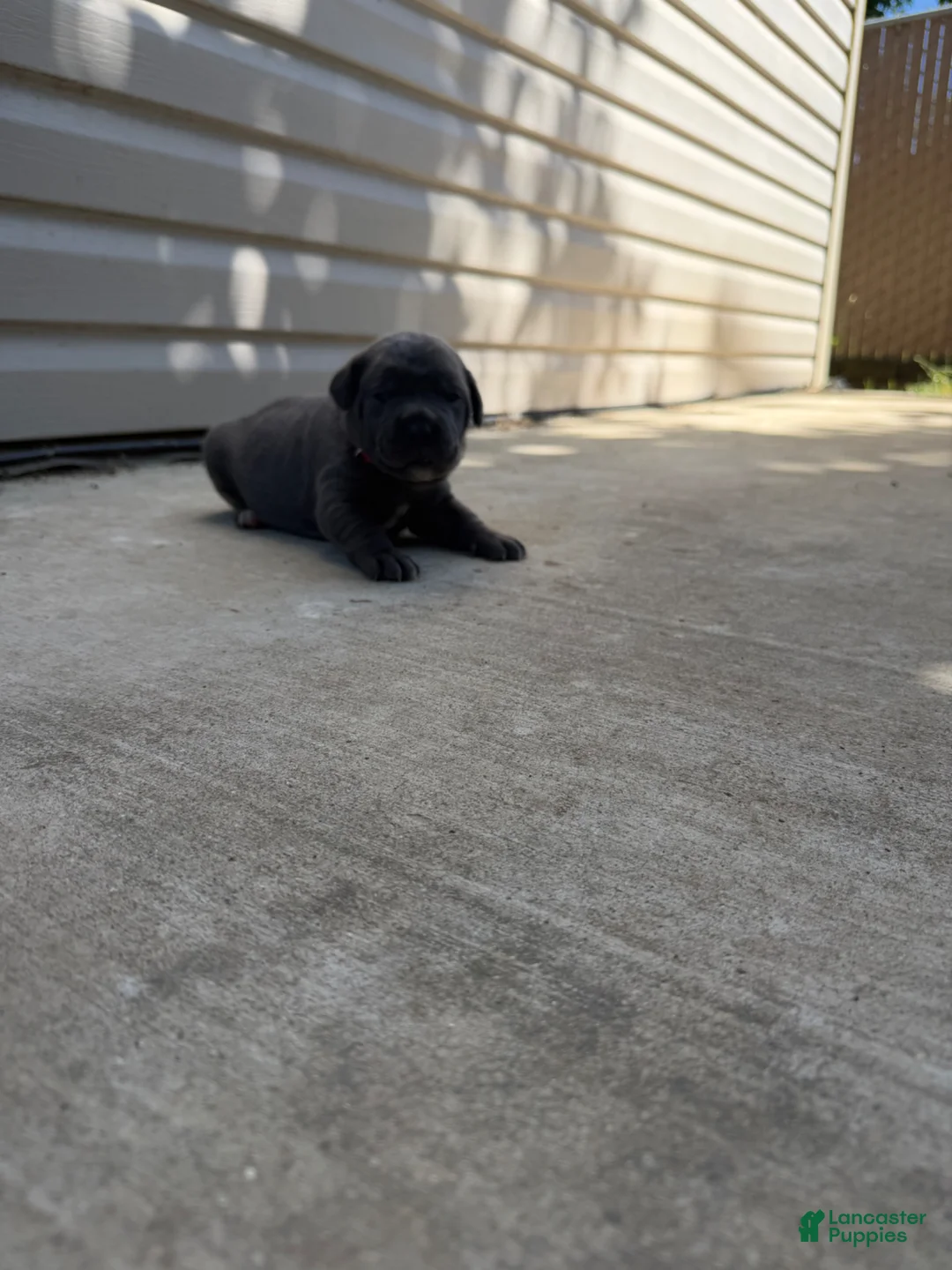 Cane Corso dogs for sale: Yellow - Ad 5