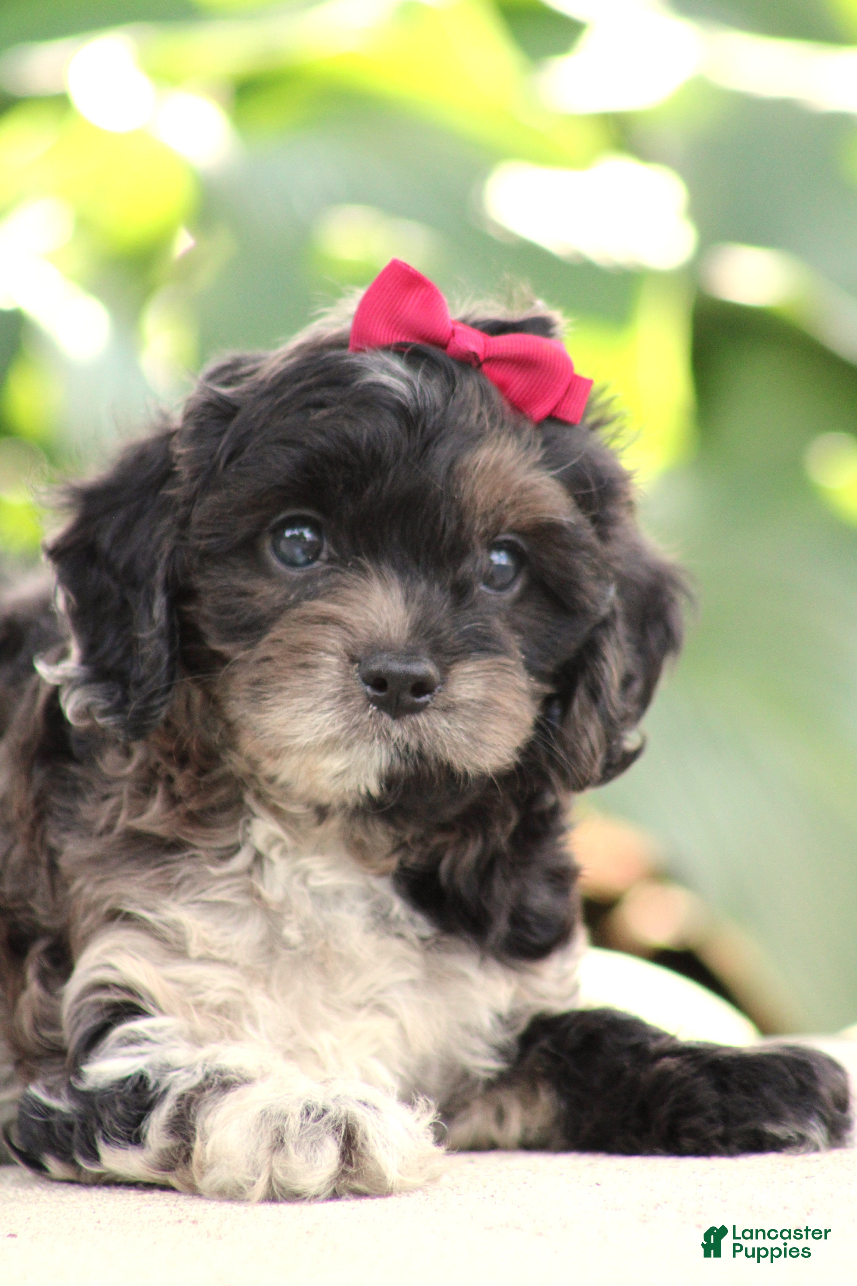 Cavapoo dogs Lexi - Ad 1