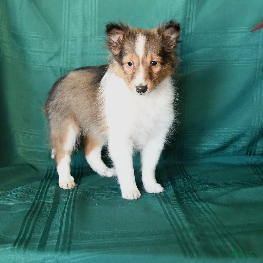 Shetland Sheepdog dogs Buster - Ad 22