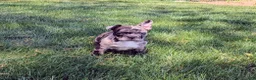 Frenchton dogs for sale: Frenchton Puppy 4 - Ad 3