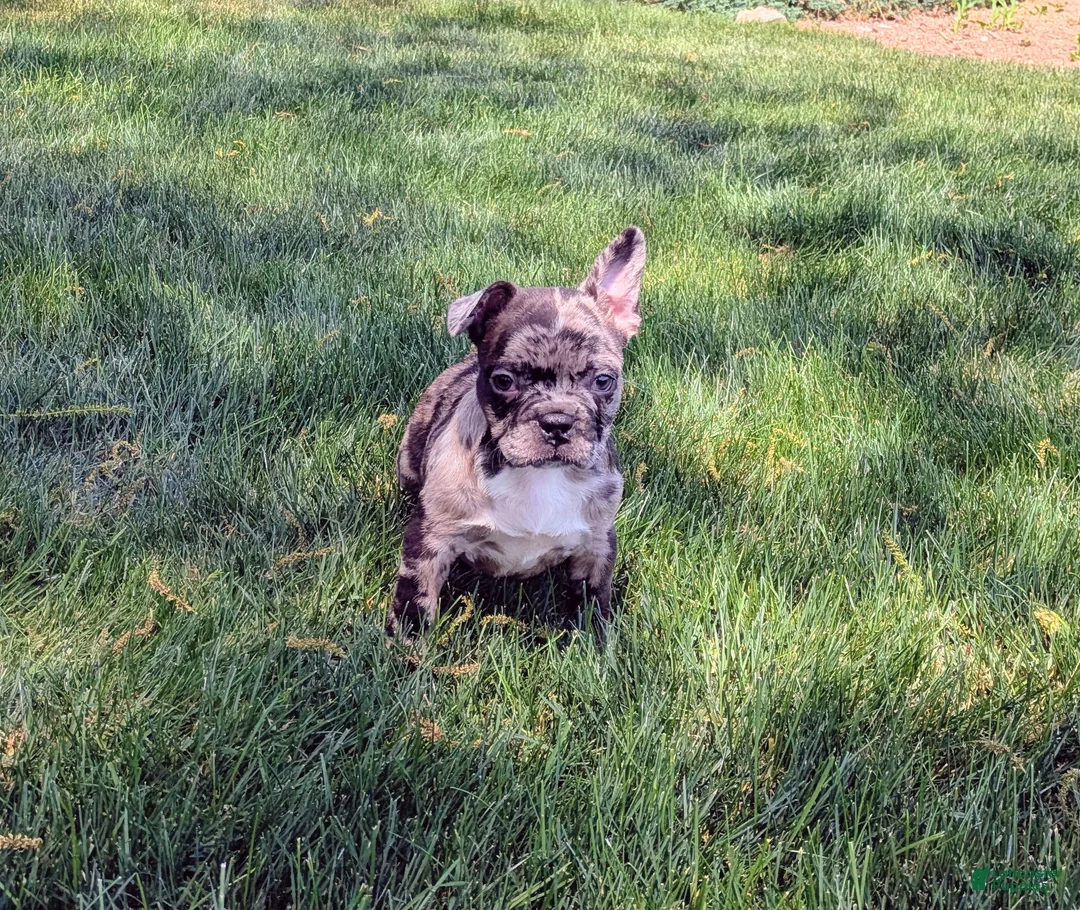 Frenchton dogs for sale: Frenchton Puppy 4 - Ad 3