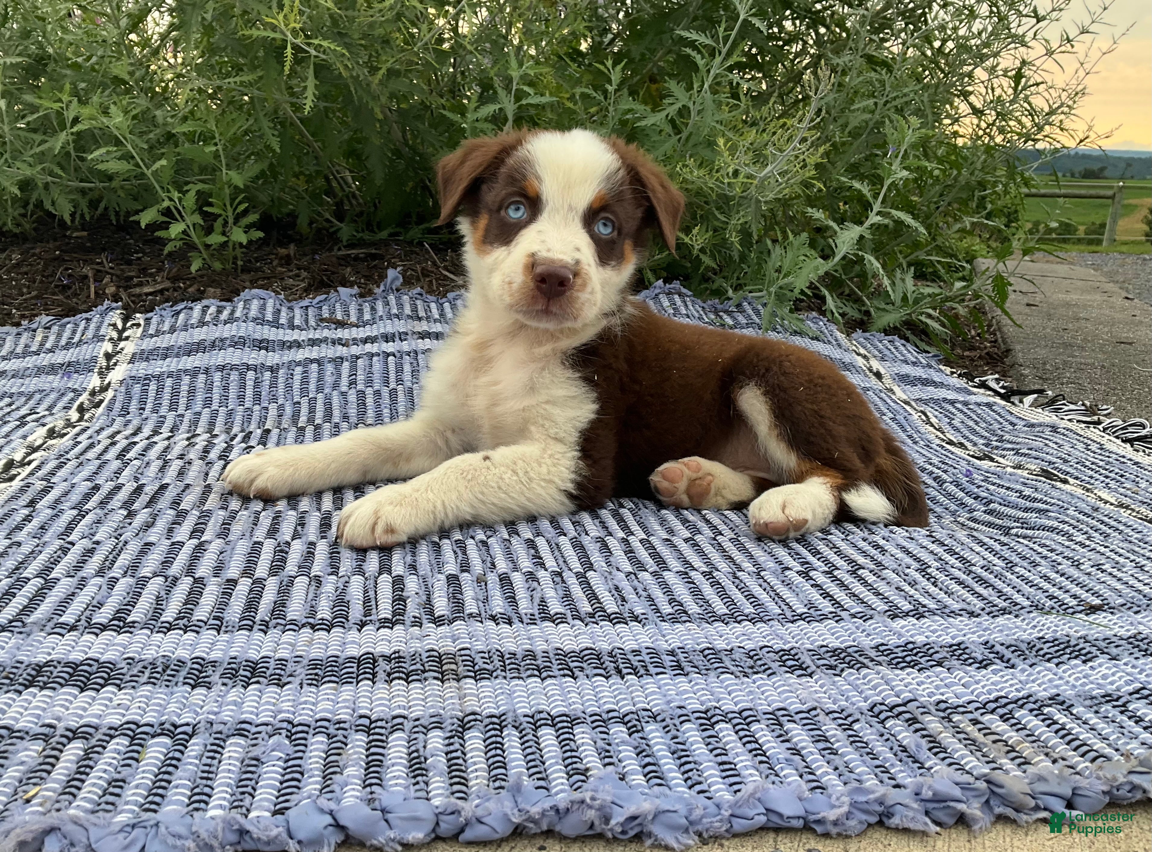 Australian Shepherd dogs Oakley - Ad 1