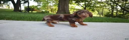 Dachshund dogs for sale: Chase - Ad 5