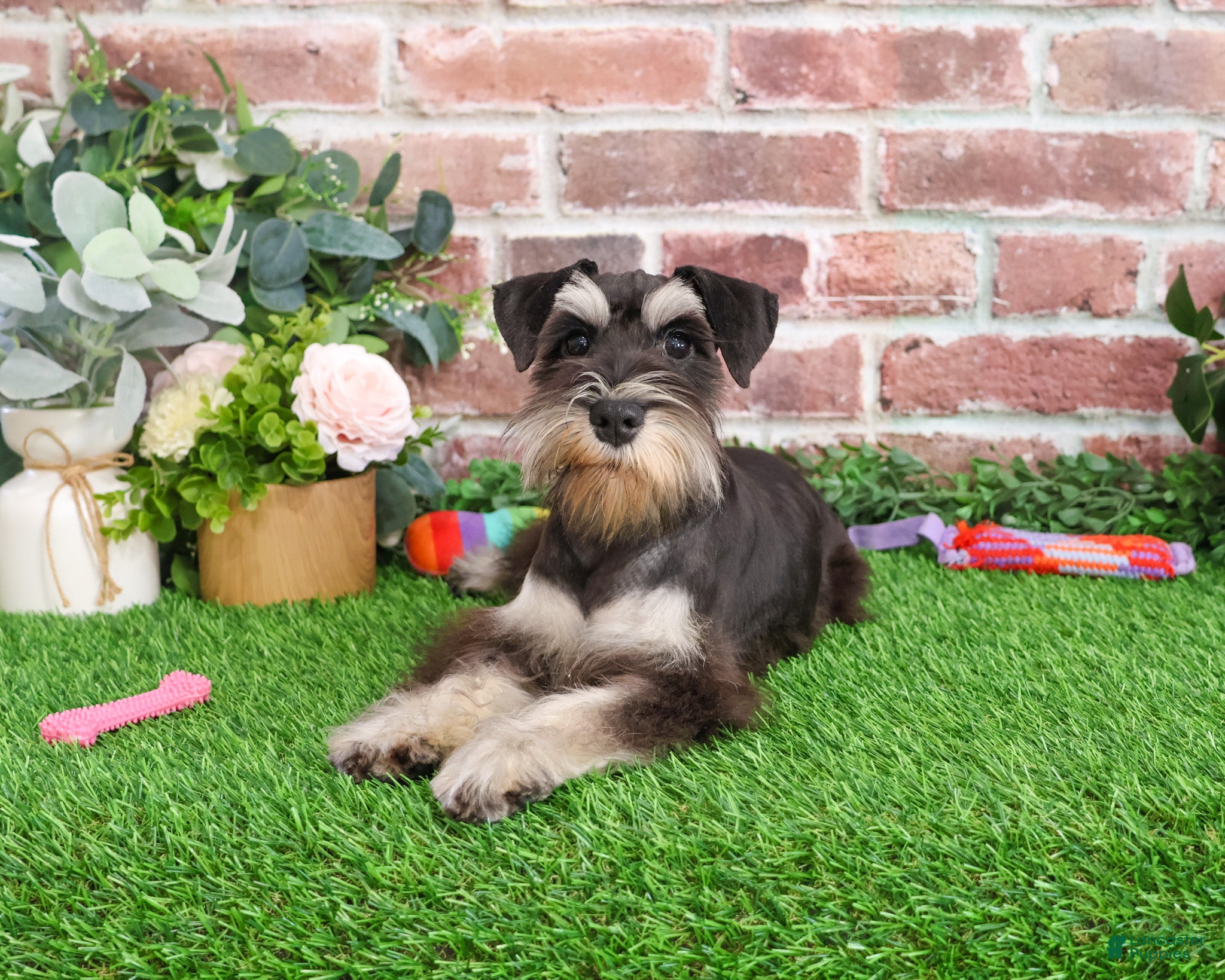 Miniature Schnauzer dogs Zahara - Ad 15