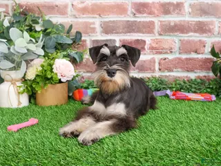 Miniature Schnauzer dogs Zahara - Ad 15