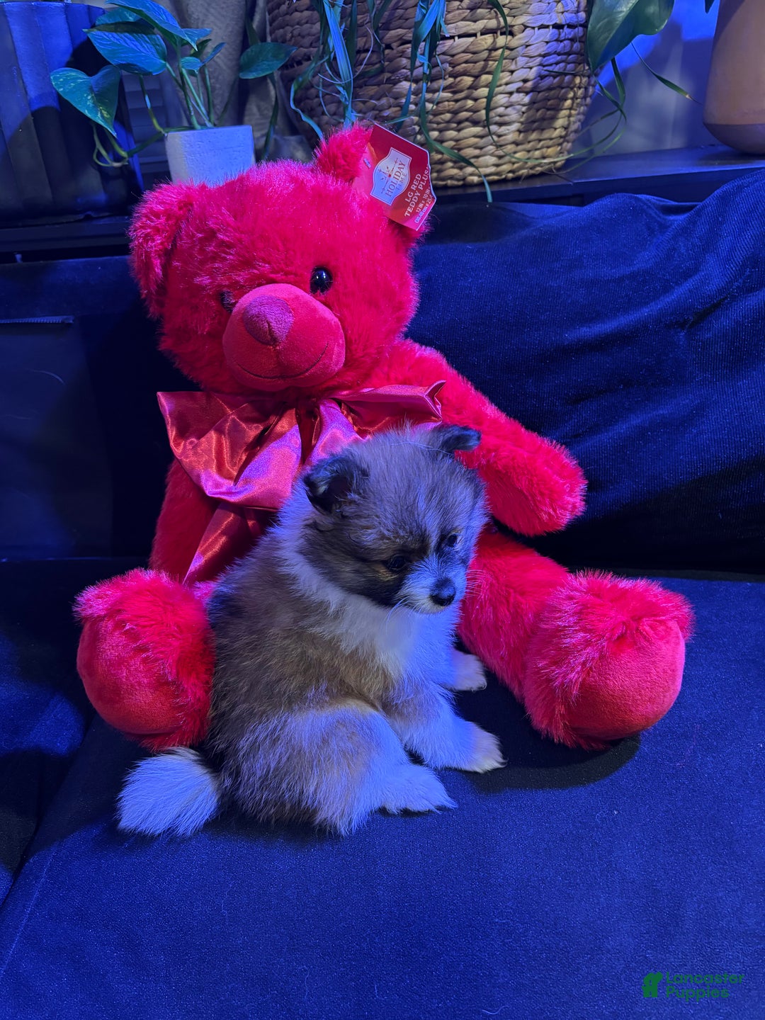 Pomeranian dogs for sale: Sparkles - Ad 2