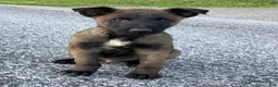 Belgian Malinois dogs for sale: Joaquin - Ad 2