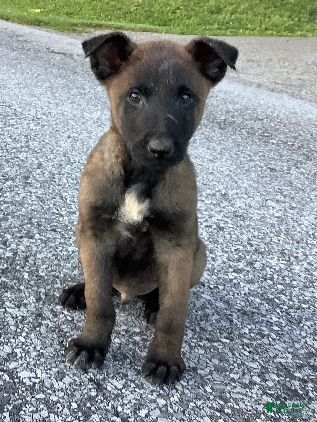 Belgian Malinois dogs for sale: Joaquin - Ad 2