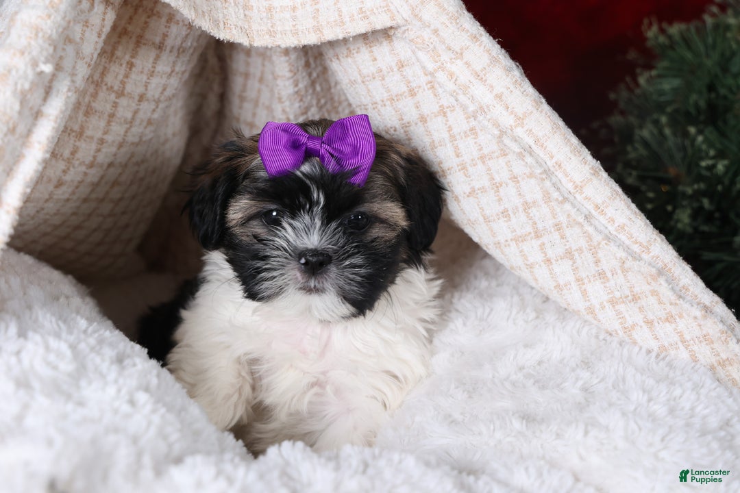 Shih Tzu dogs for sale: Rosie - Ad 18