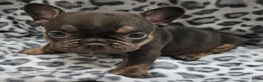Rosco 