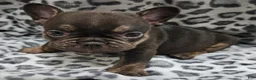 French Bulldog dogs for sale: Rosco  - Ad 1
