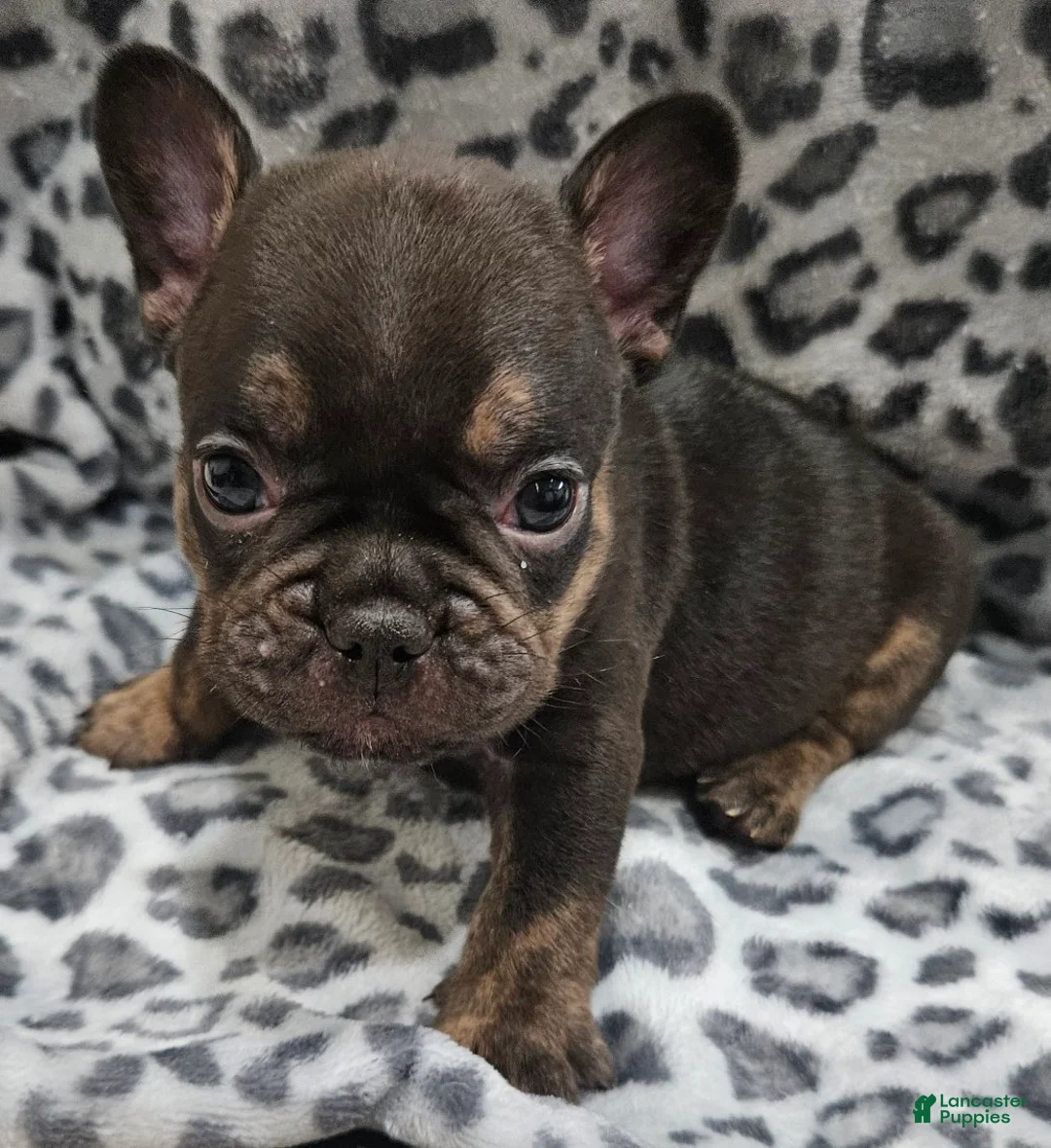 French Bulldog dogs for sale: Rosco  - Ad 1