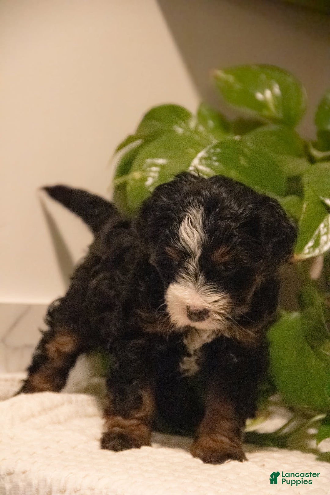 Mini Bernedoodle dogs for sale: Trinity - Ad 3
