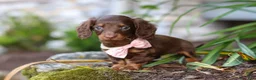 Miniature Dachshund dogs for sale: Stella - Ad 6
