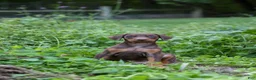 Doberman Pinscher dogs for sale: RIO - Ad 3