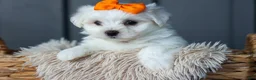 Maltese dogs for sale: PATRICK - Ad 9