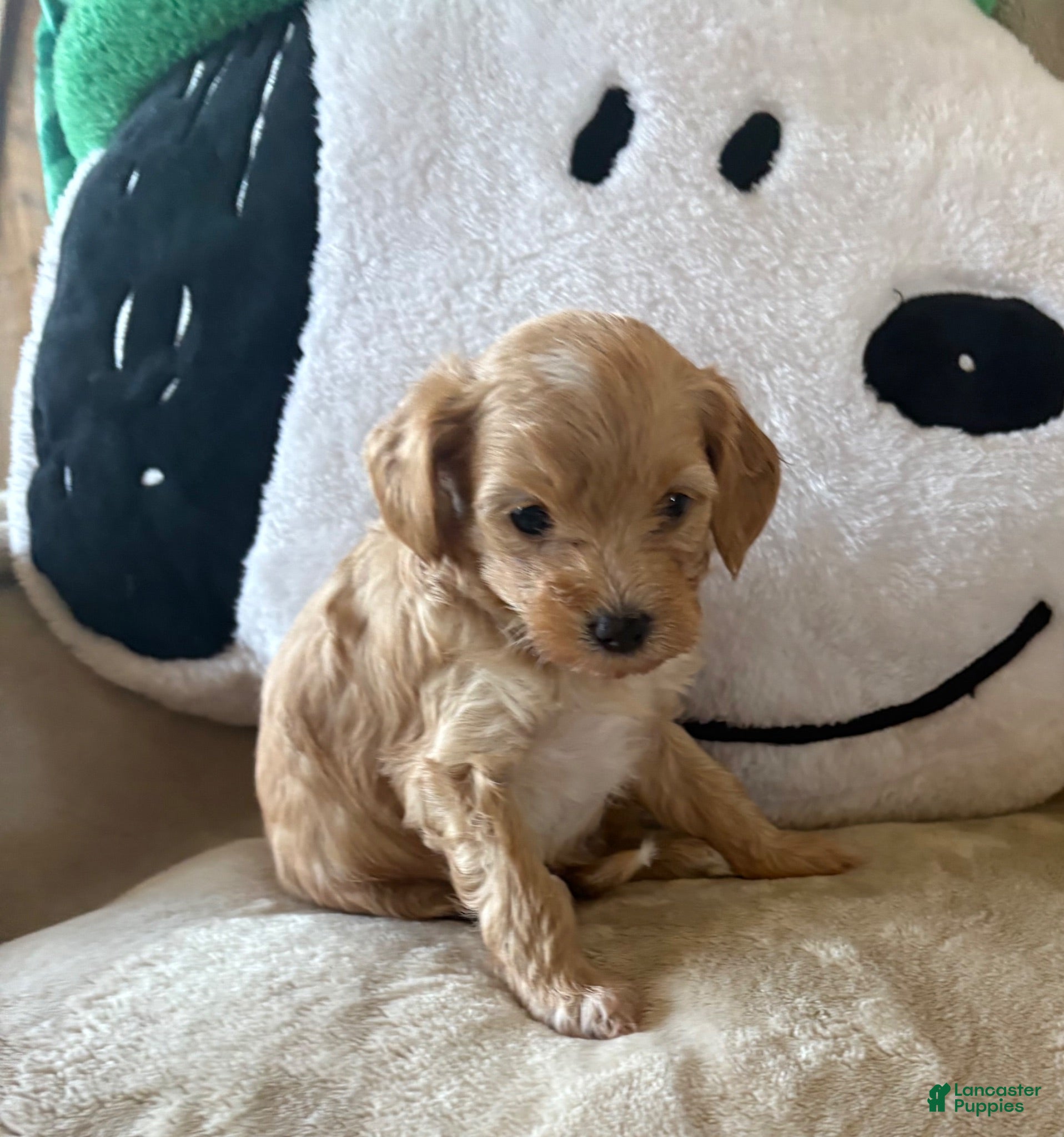 Maltipoo dogs Truffle - Ad 2