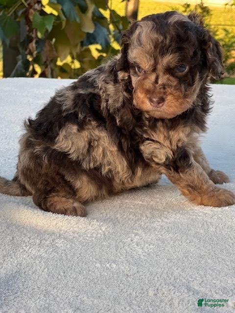 Aussiedoodle dogs Toffee Miniature Aussiedoodle  - Ad 2