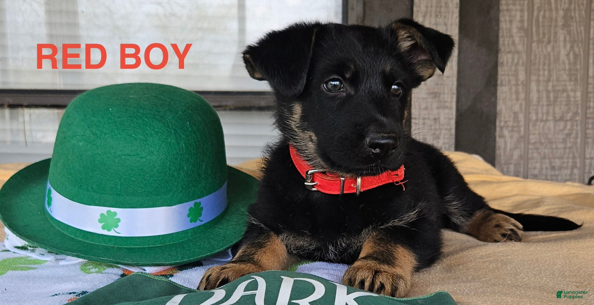 German Shepherd dogs Red boy - Ad 1