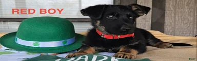 Red boy