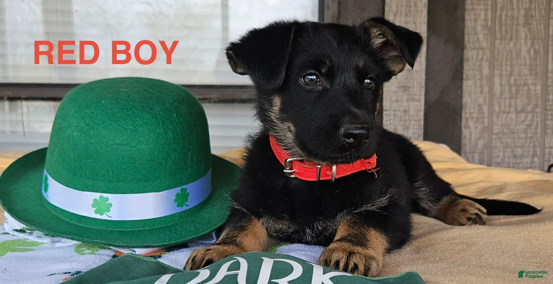 German Shepherd dogs for sale: Red boy - Ad 1