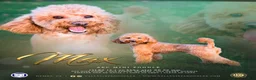 Miniature Poodle dogs for stud: Stud service - Ad 4