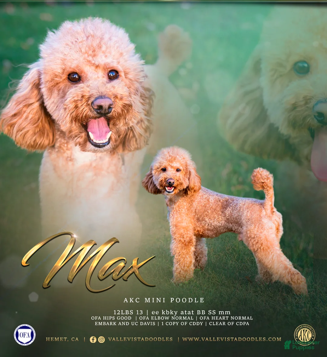 Miniature Poodle dogs for stud: Stud service - Ad 4