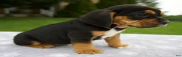 Beabull dogs for sale: Diesel - Ad 4