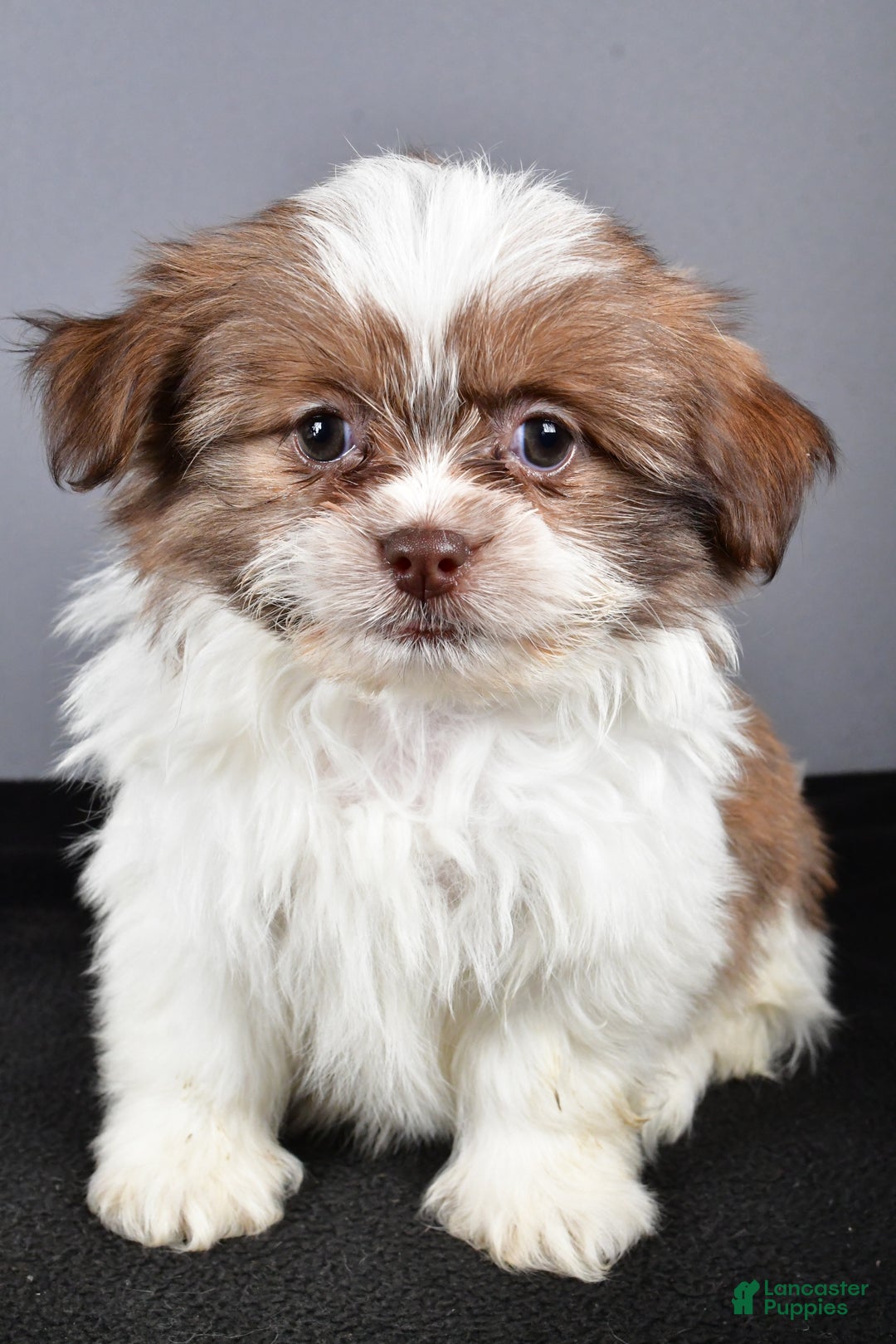 Mixed Breed dogs for sale: Kate - Ad 6