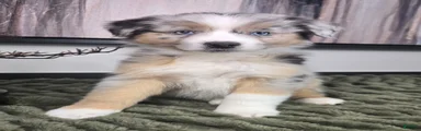 Samson