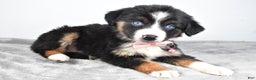Miniature Australian Shepherd dogs for sale: Oriana - Ad 3