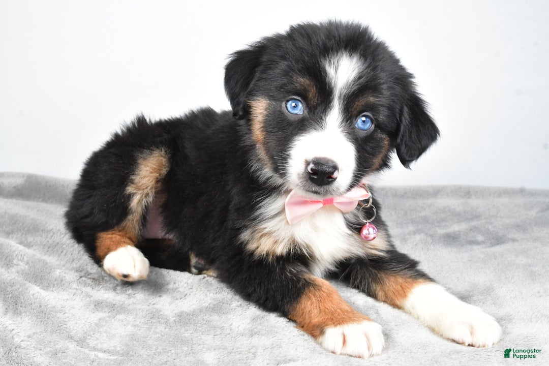 Miniature Australian Shepherd dogs for sale: Oriana - Ad 3