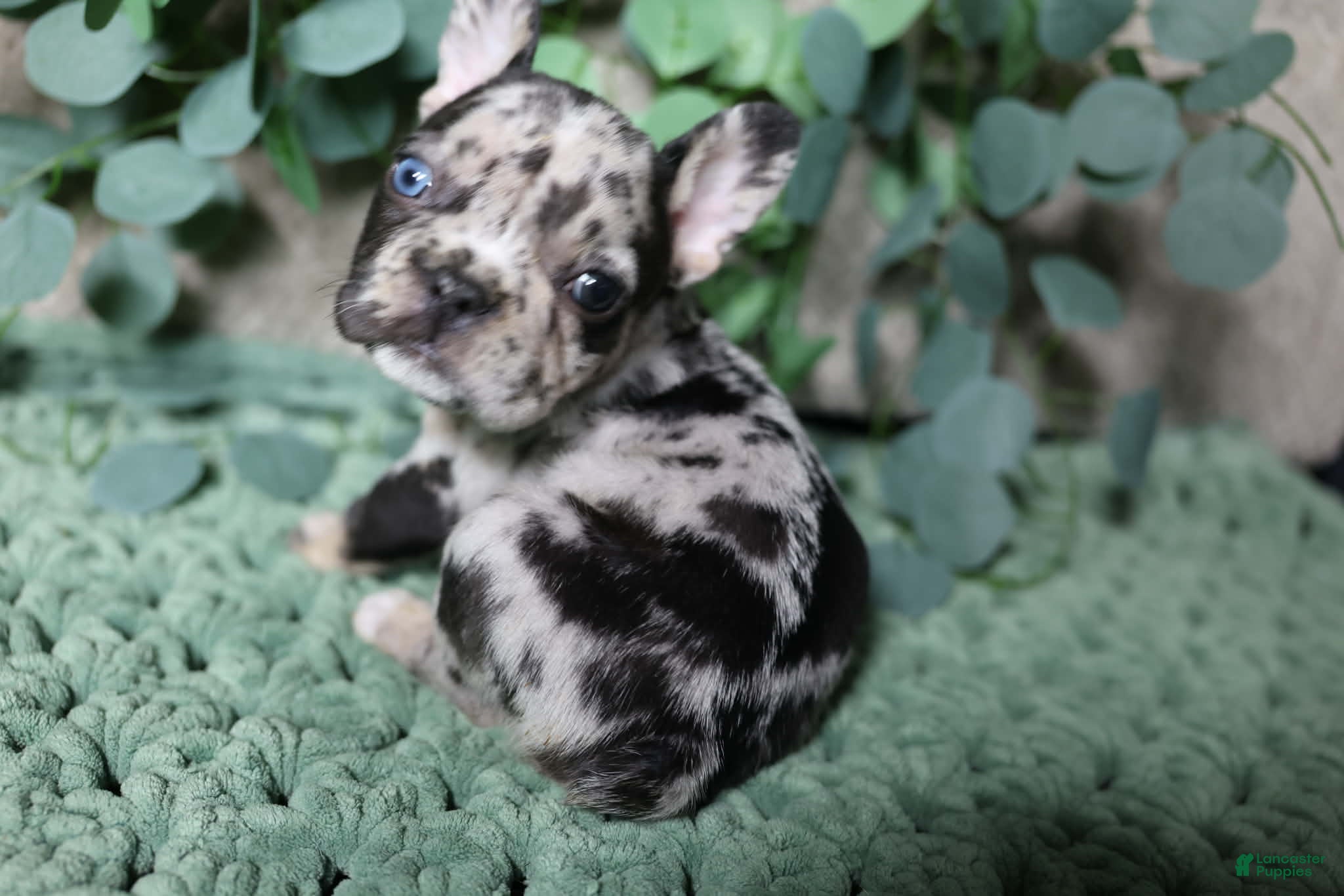 French Bulldog dogs Snickers  - Ad 32