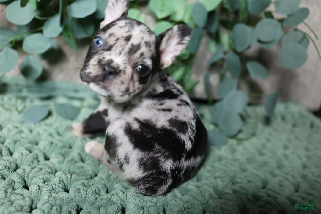 French Bulldog dogs for sale: Snickers  - Ad 1