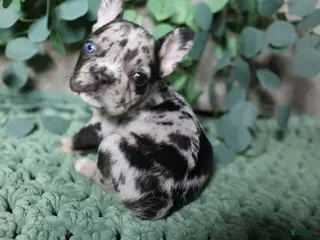 French Bulldog dogs Snickers - Ad 32