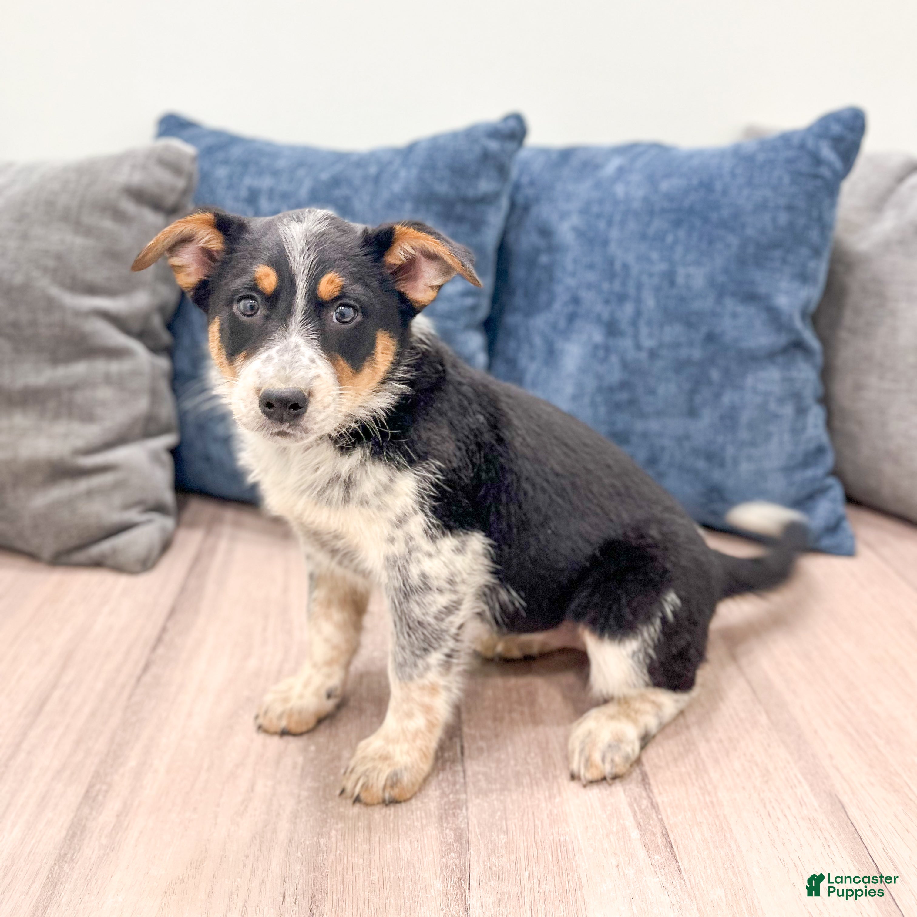 Australian Cattle Dog dogs for sale: Rory - Ad 4