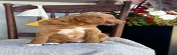 Goldendoodle dogs for sale: Chaser - Ad 6