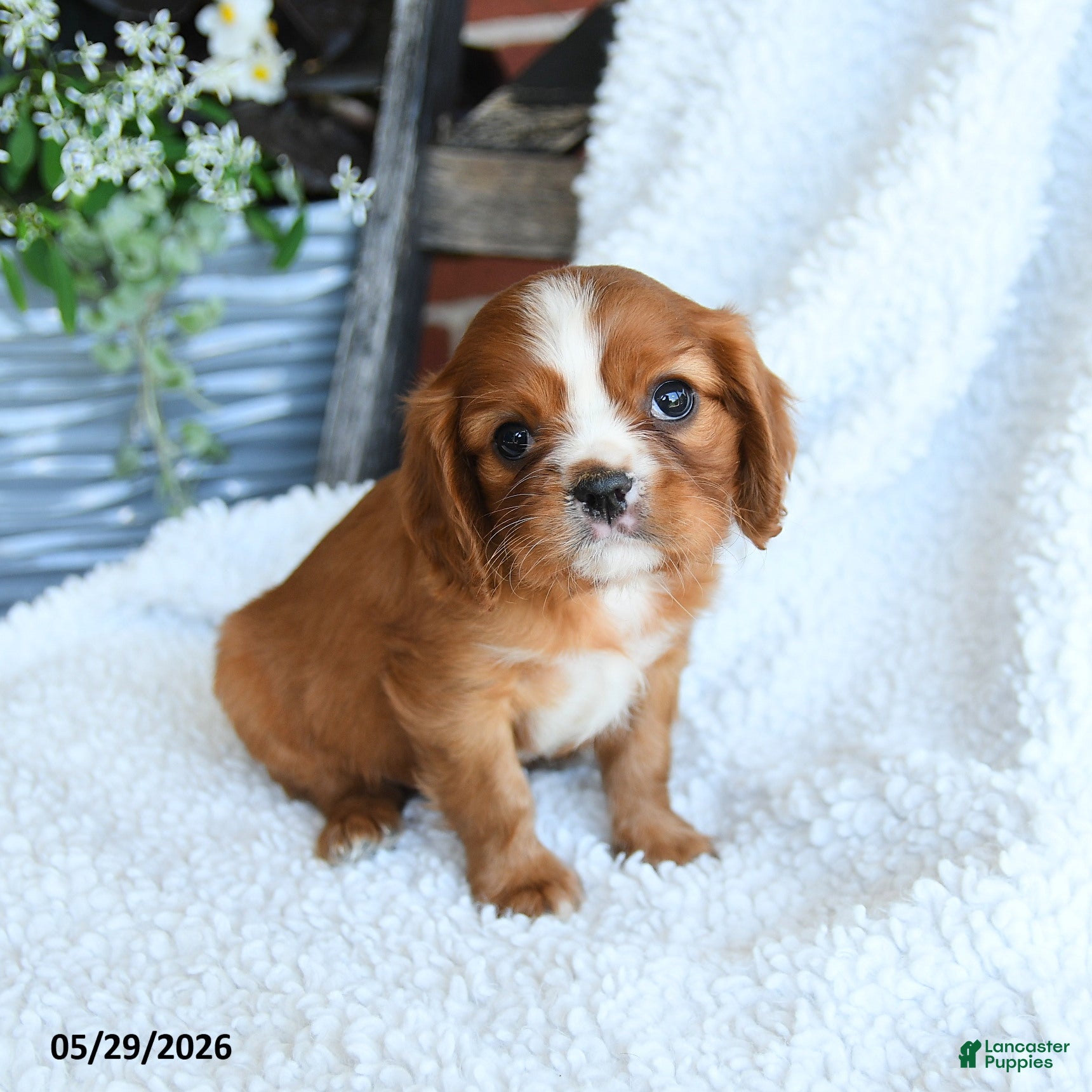 Cavalier King Charles Spaniel dogs Delmar - Ad 1