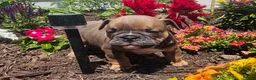 English Bulldog dogs for sale: Chewy  - Ad 7