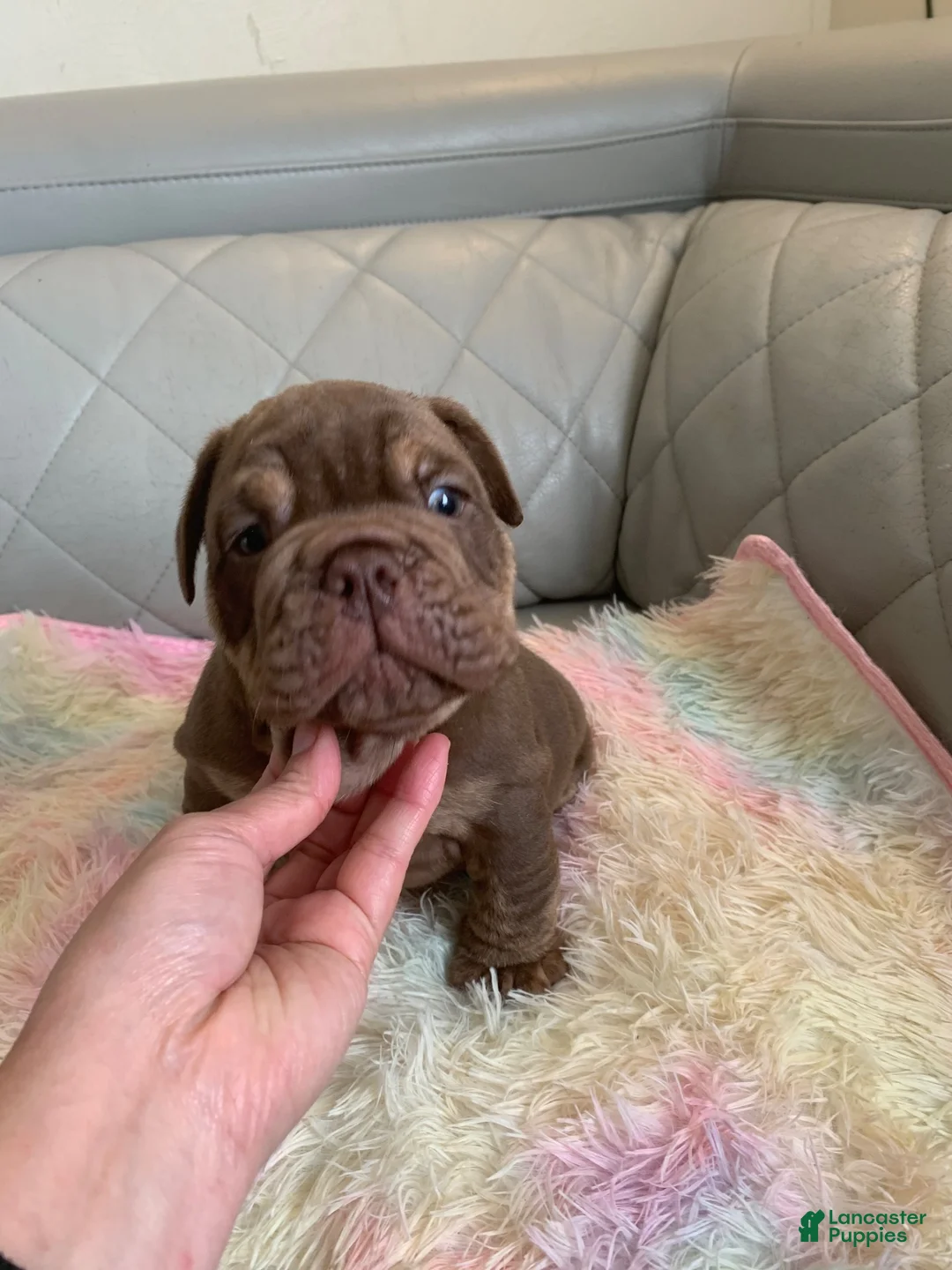 English Bulldog dogs for sale: English Bulldog 4 - Ad 2