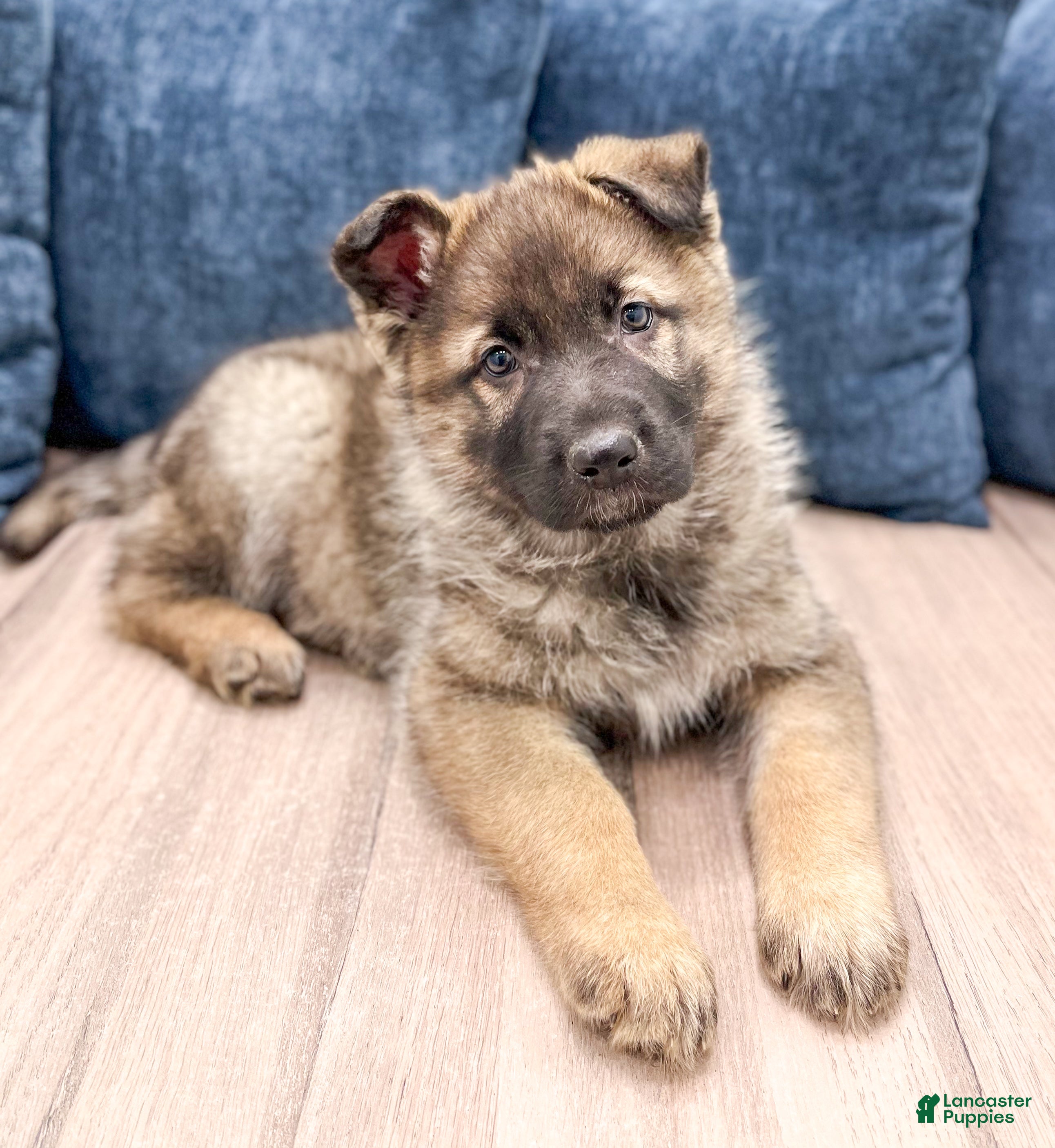 German Shepherd dogs Bozo - Ad 2