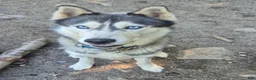 Siberian Husky dogs for stud: Keanu - Ad 5