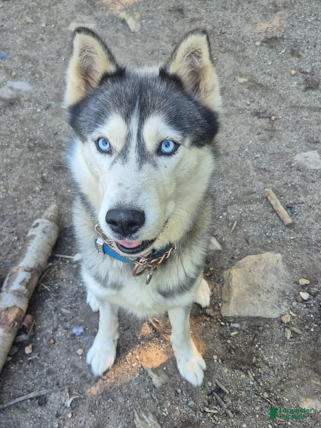 Siberian Husky dogs for stud: Keanu - Ad 5