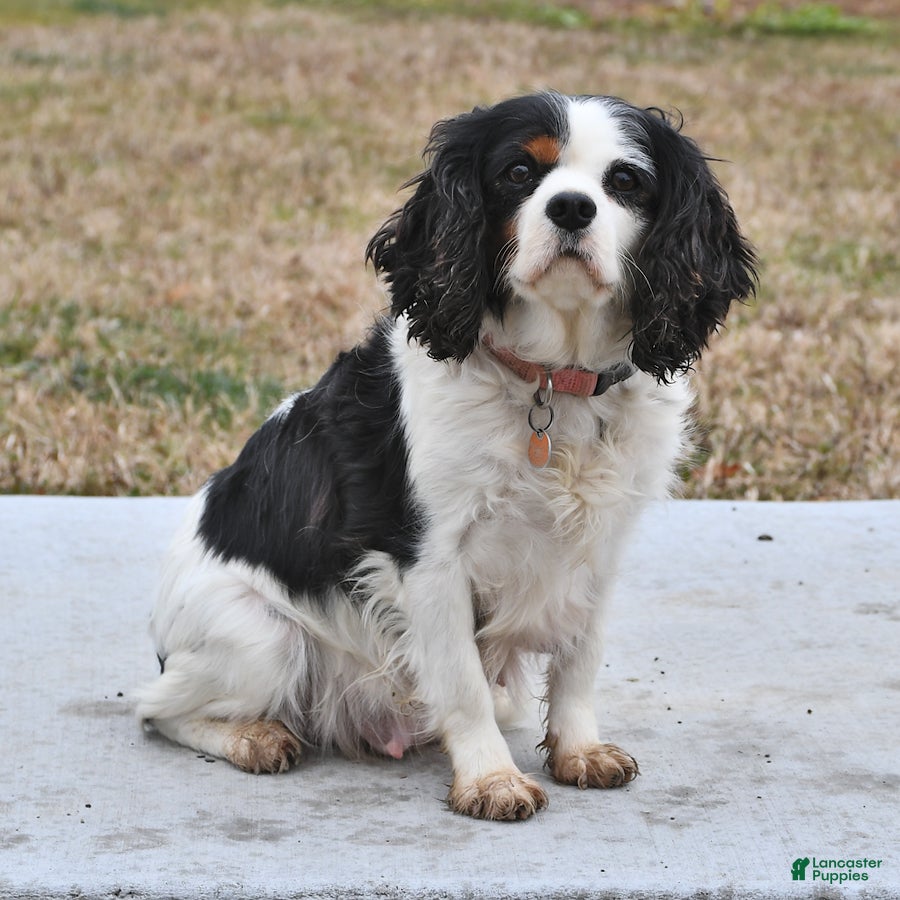 Cavalier King Charles Spaniel dogs for sale: Fynn - Ad 4