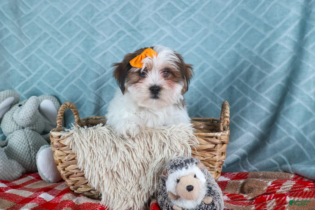 Teddy Bear dogs for sale: GEORGE - Ad 13