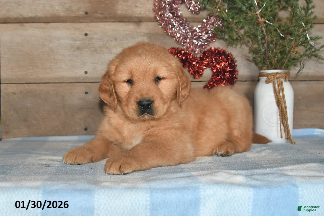 Golden Retriever dogs for sale: Andre - Ad 2